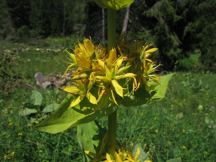 Gentiana lutea